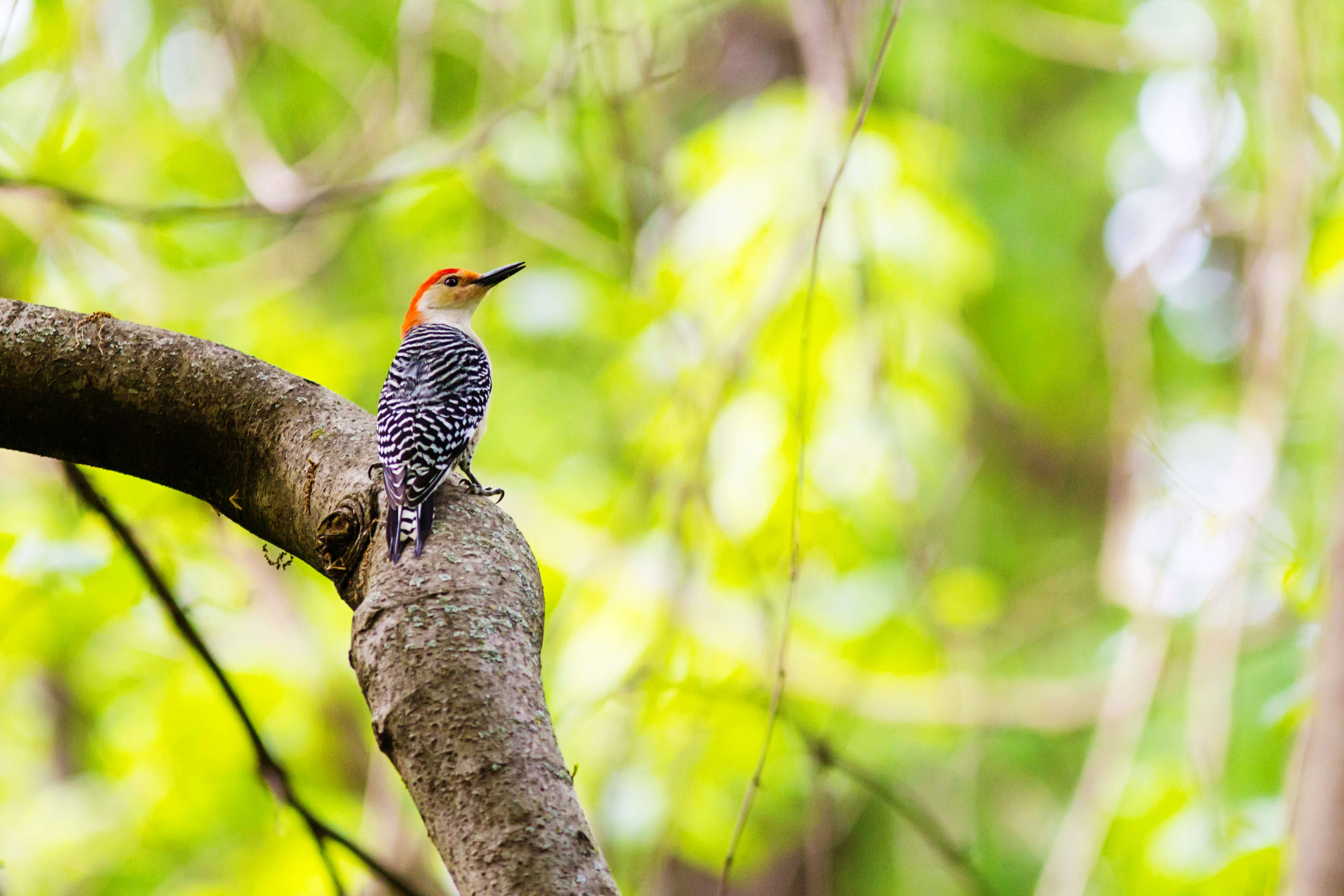 Image of Red-bellied Woodpecker