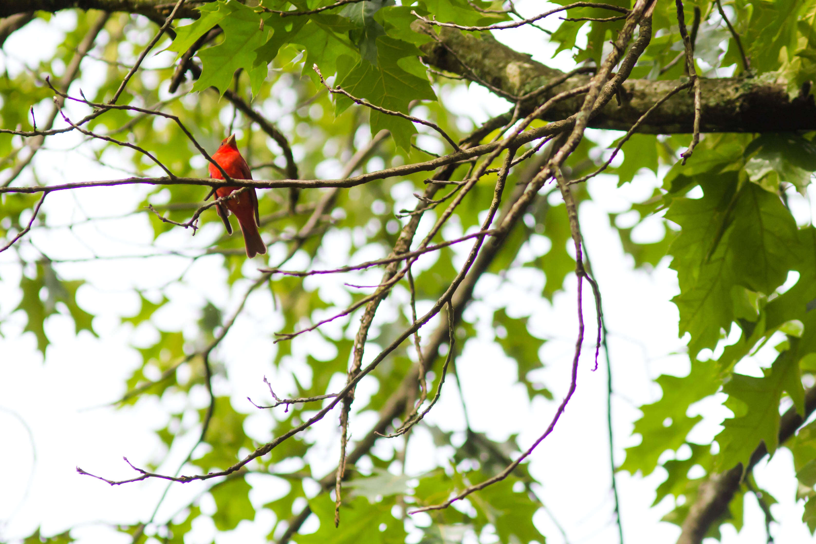 Image of Summer Tanager