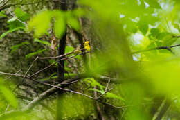 Image of Hooded Warbler