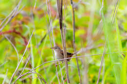 Image of Marsh Wren