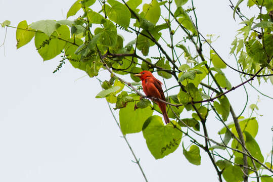 Imagem de Sanhaçu-vermelho