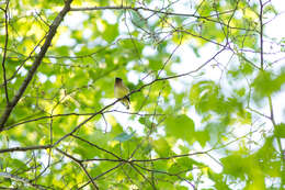 Image of Waxwing