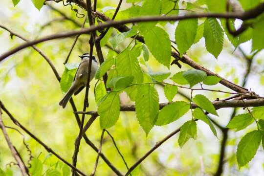 Image of Carolina Chickadee