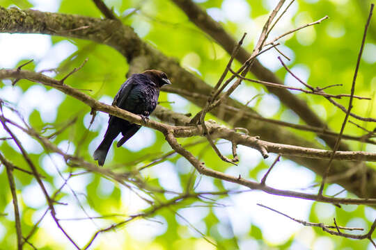 Image of Brown-headed Cowbird