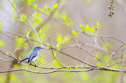 Image of gnatcatchers