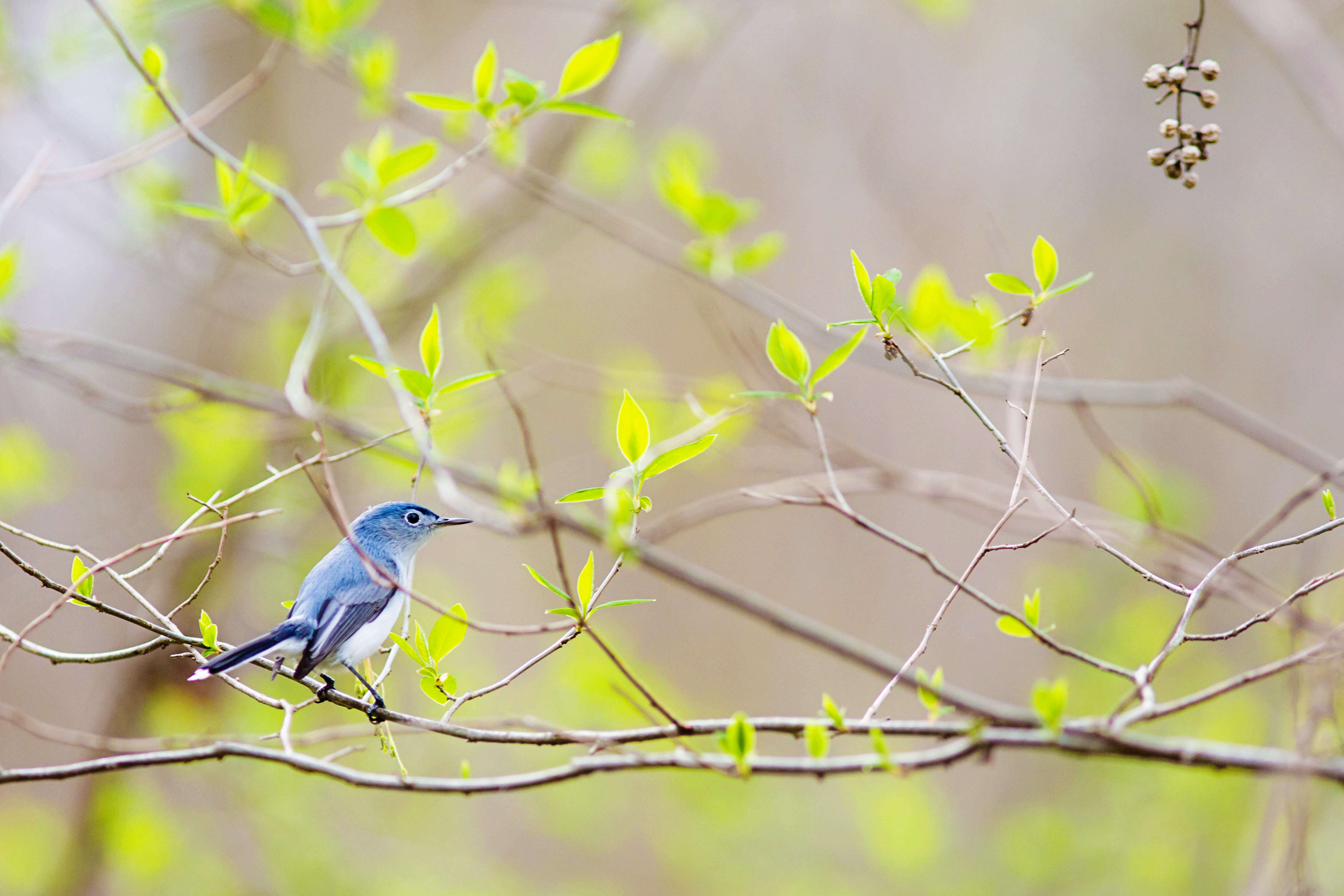 Image of gnatcatchers