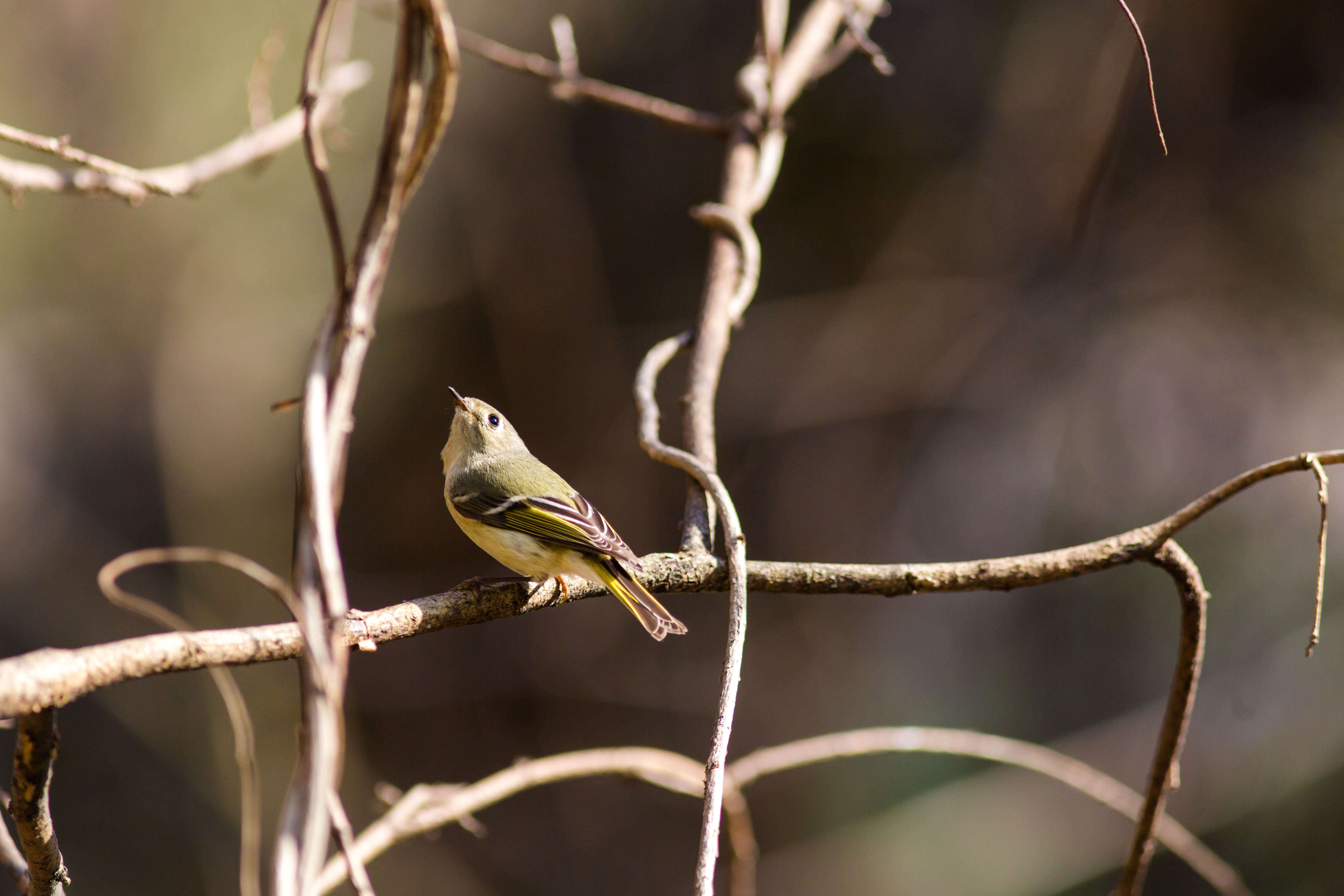 Image of goldcrests and kinglets