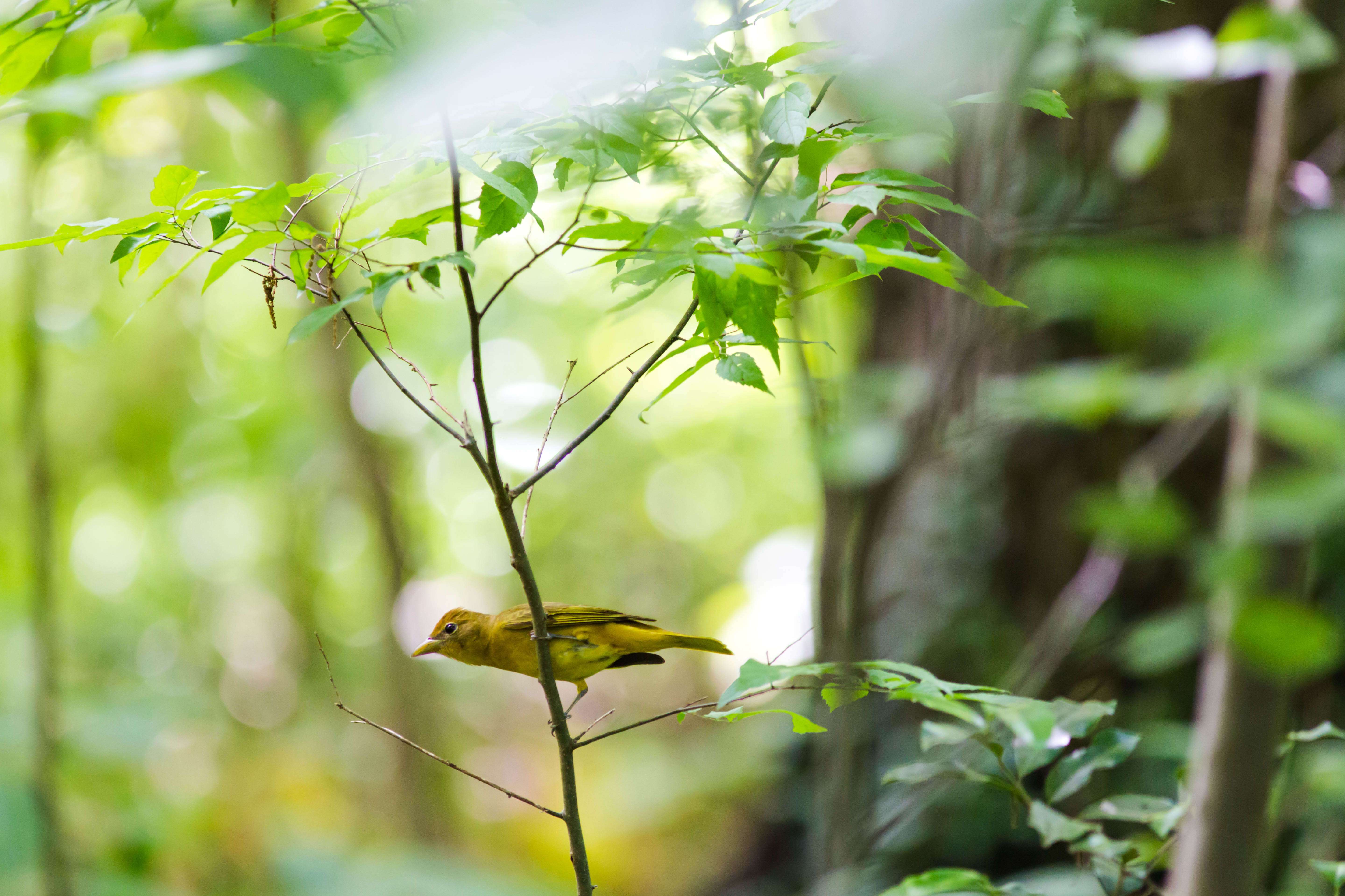 Image of Summer Tanager