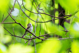 Image of Acadian Flycatcher