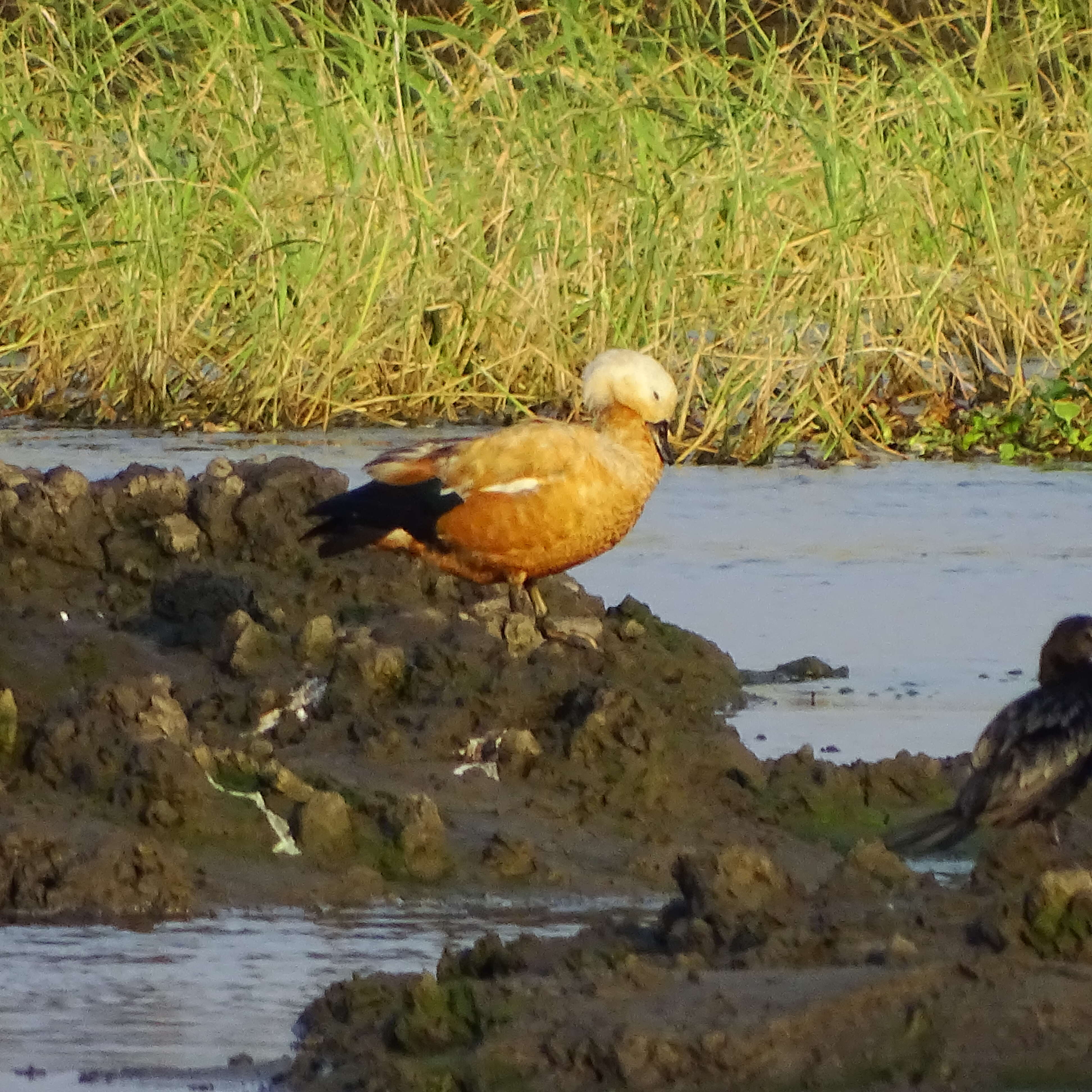 Image of Ruddy Shelduck