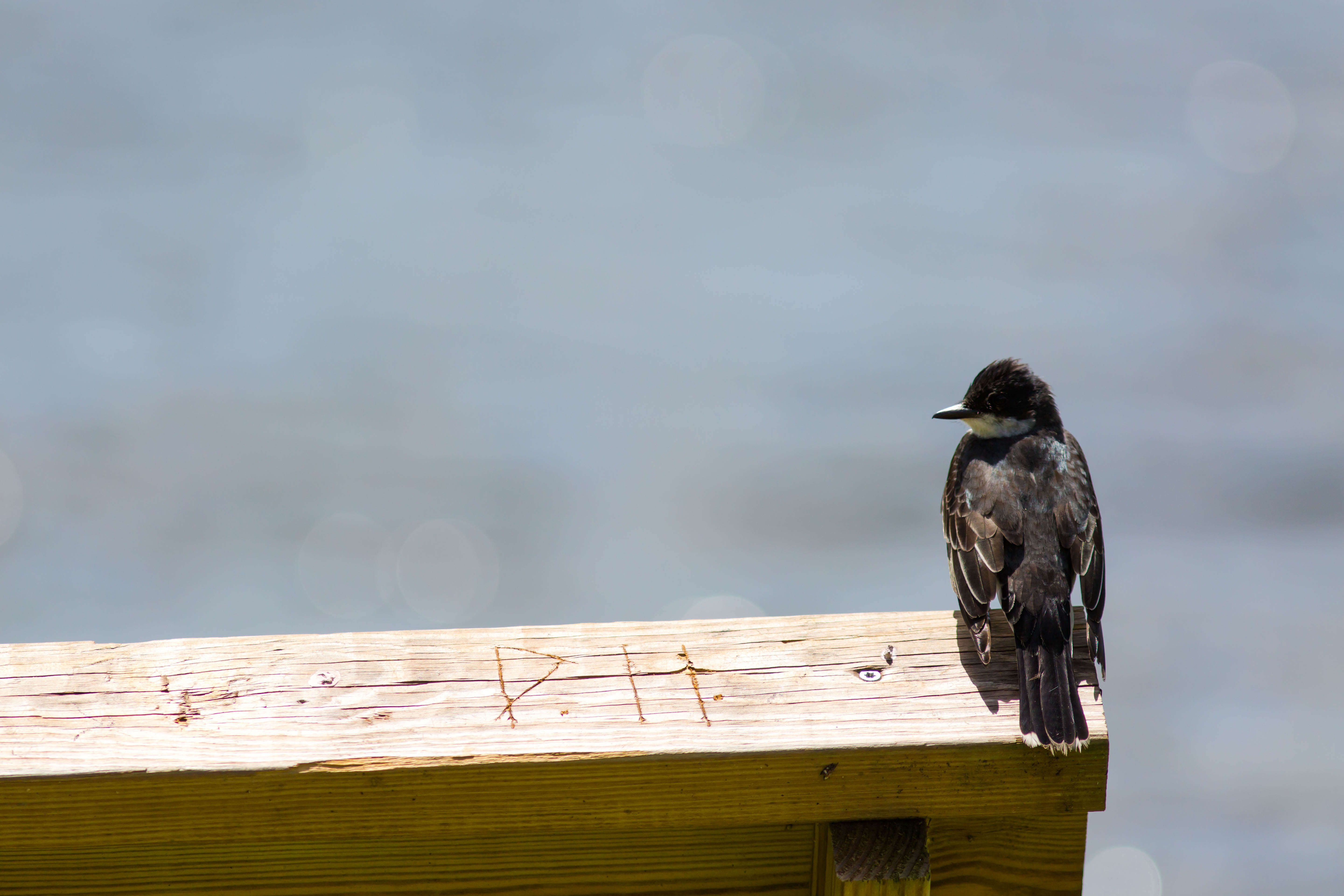 Image of Eastern Kingbird