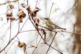 Image of Myrtle Warbler