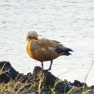 Image of Ruddy Shelduck