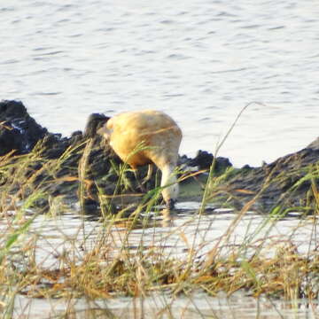 Image of Ruddy Shelduck