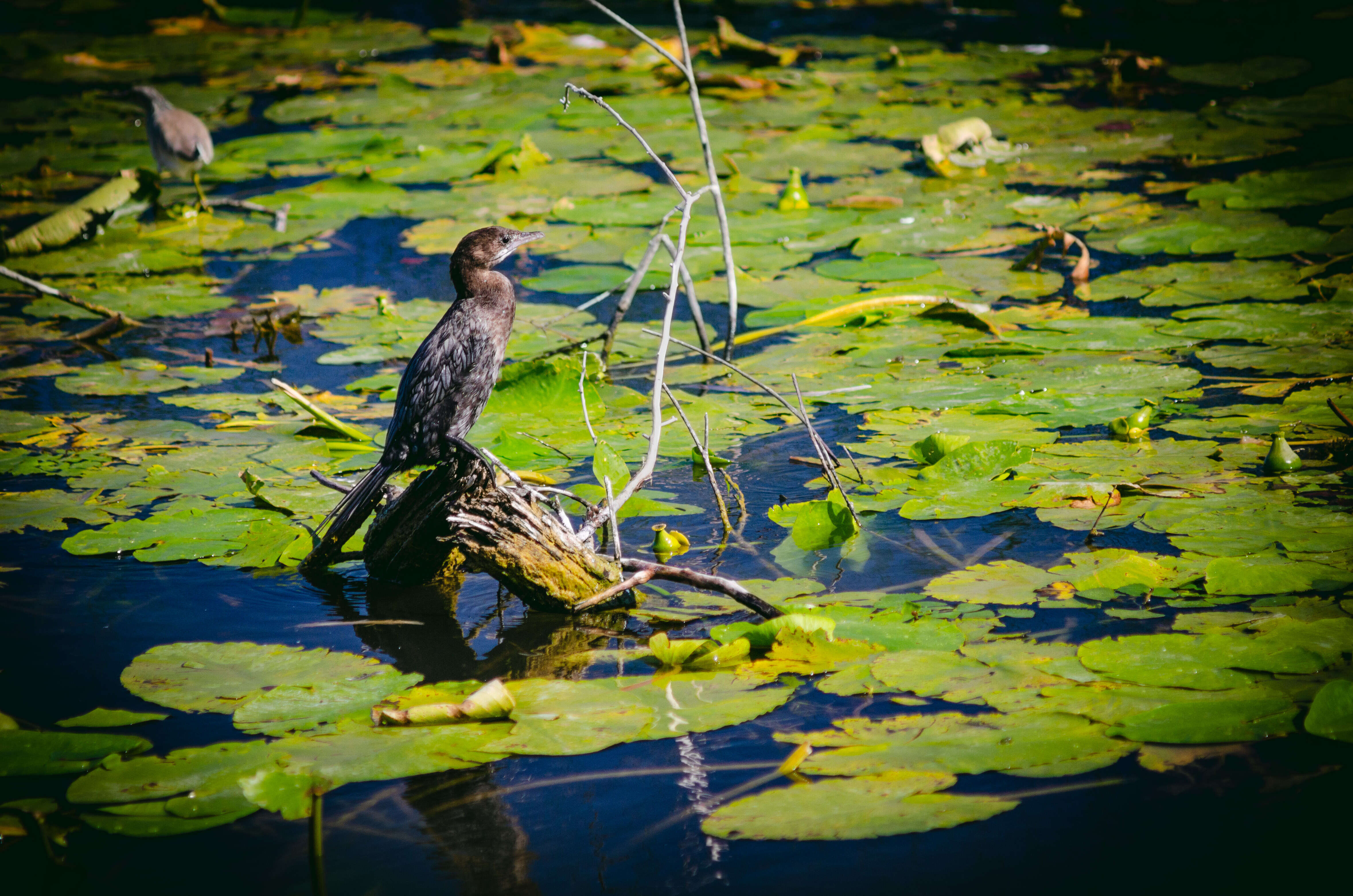 Image of Pygmy Cormorant