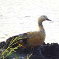 Image of Ruddy Shelduck