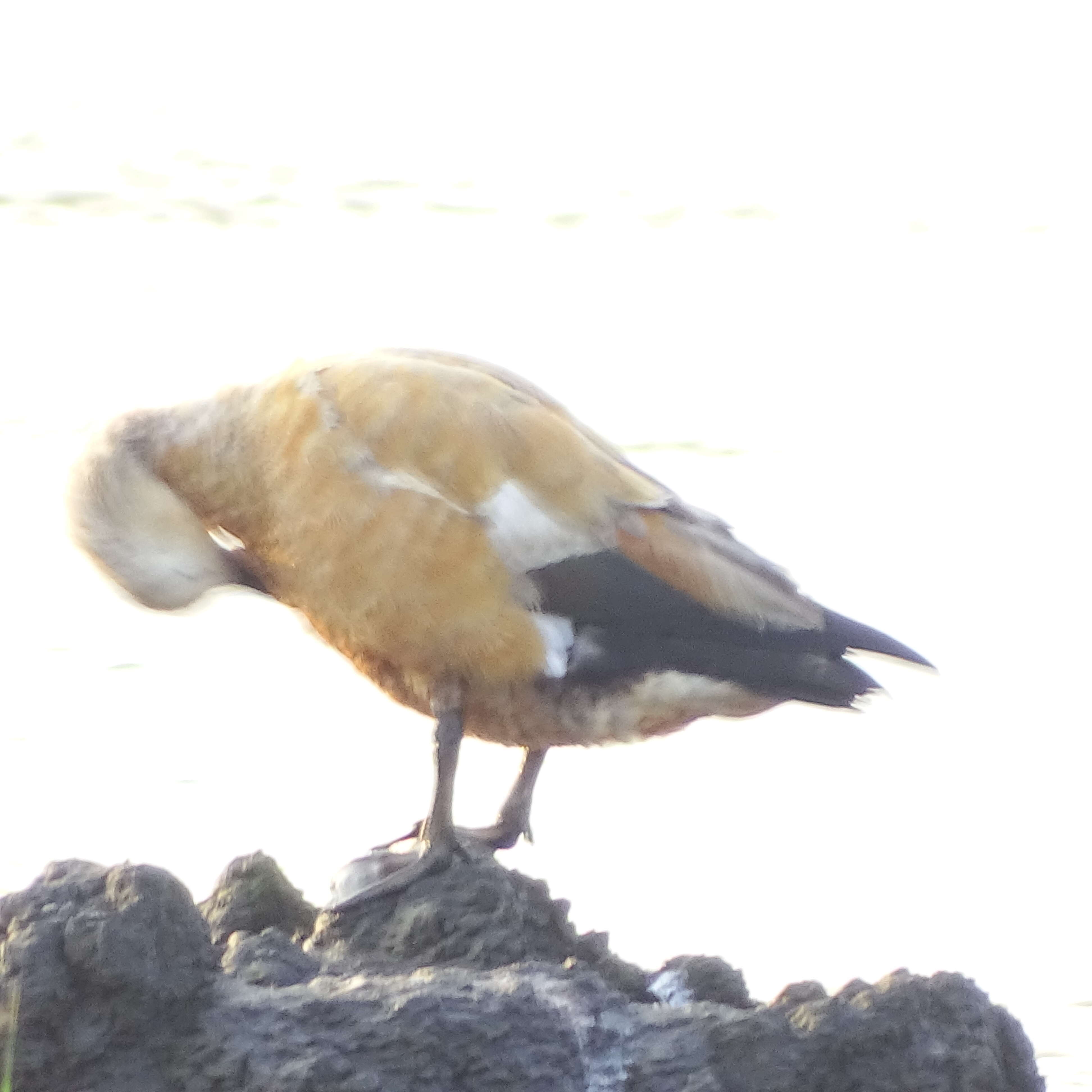 Image of Ruddy Shelduck