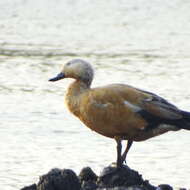 Image of Ruddy Shelduck