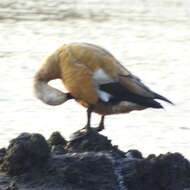 Image of Ruddy Shelduck