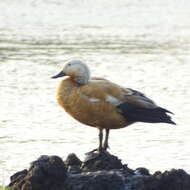 Image of Ruddy Shelduck