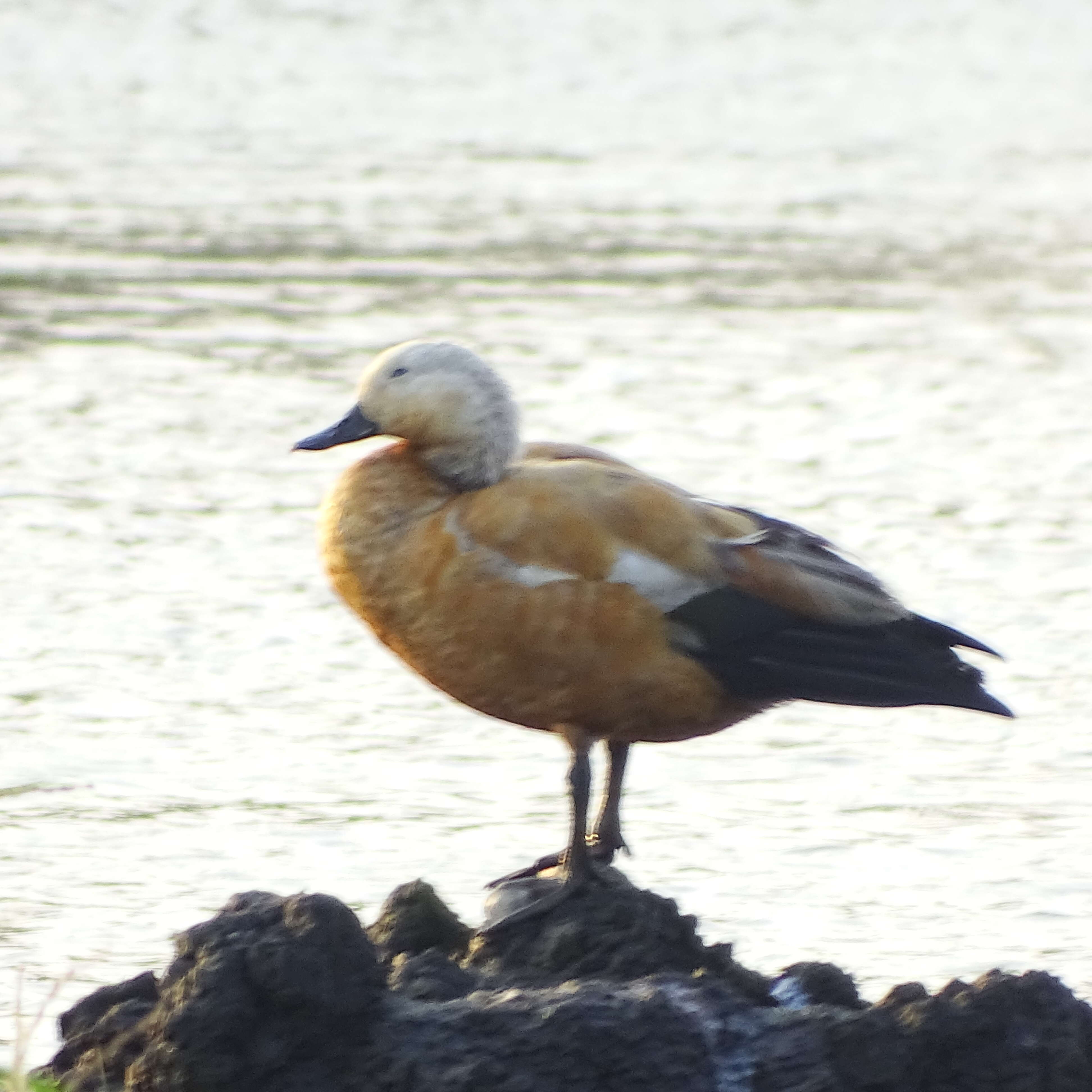 Image of Ruddy Shelduck