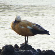 Image of Ruddy Shelduck