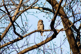 Image of Barred Owl