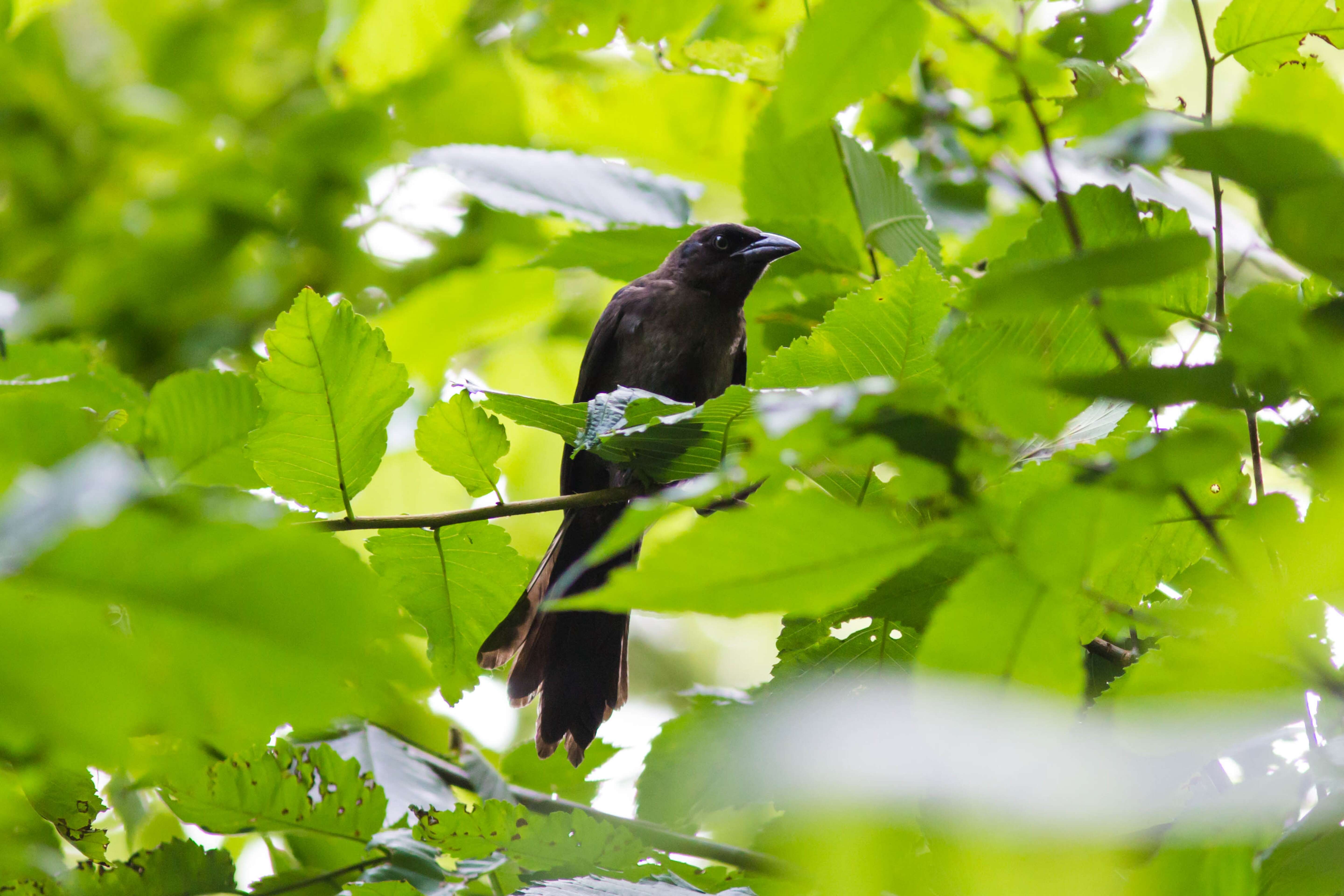 Image of Common Grackle