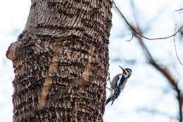 Image of Sapsucker