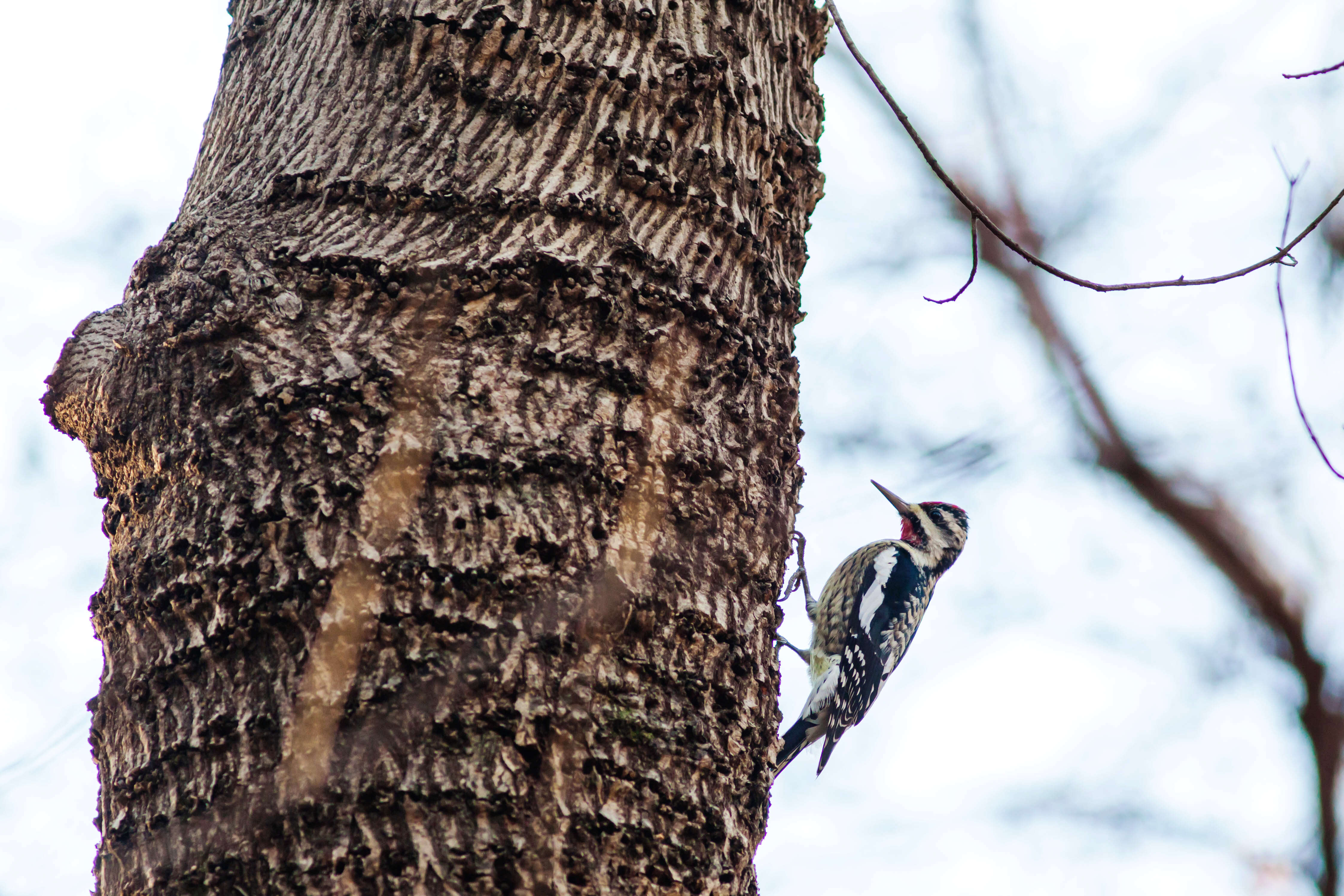 Image of Sapsucker