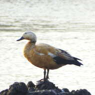 Image of Ruddy Shelduck