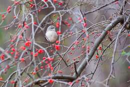 Image of Northern Mockingbird