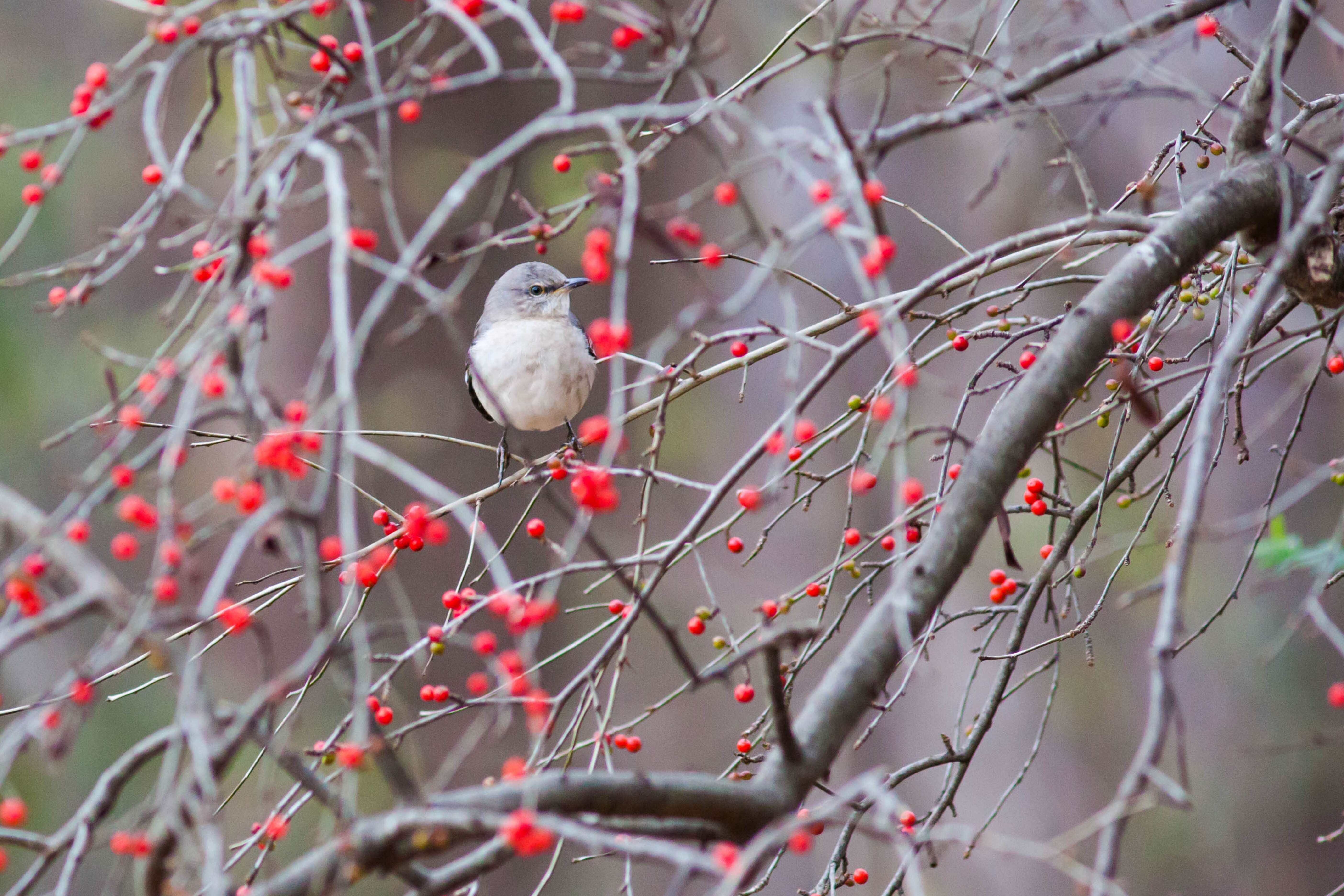 Image of Northern Mockingbird