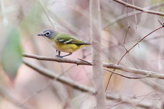 Image of Blue-headed Vireo