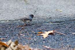 Image of juncos