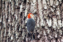 Image of Red-bellied Woodpecker