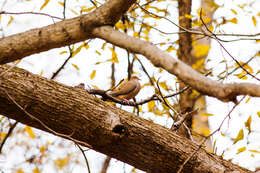 Image of American Mourning Dove