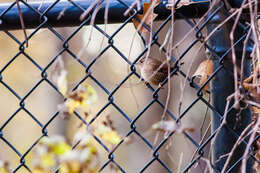 Image of Eastern Winter Wren