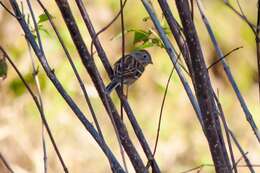 Image of Field Sparrow