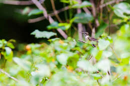 Image of Ruby-throated Hummingbird