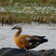 Image of Ruddy Shelduck