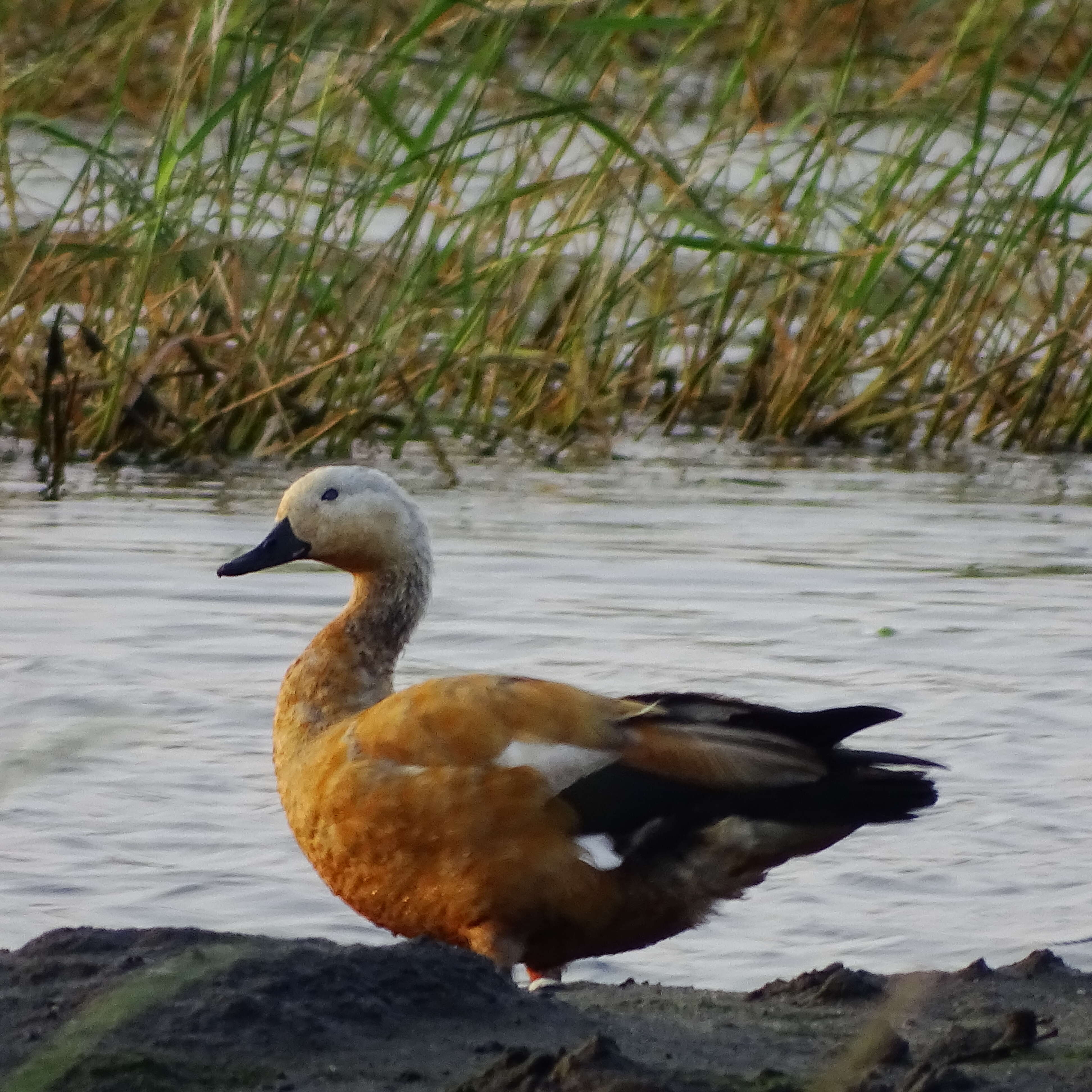 Image of Ruddy Shelduck