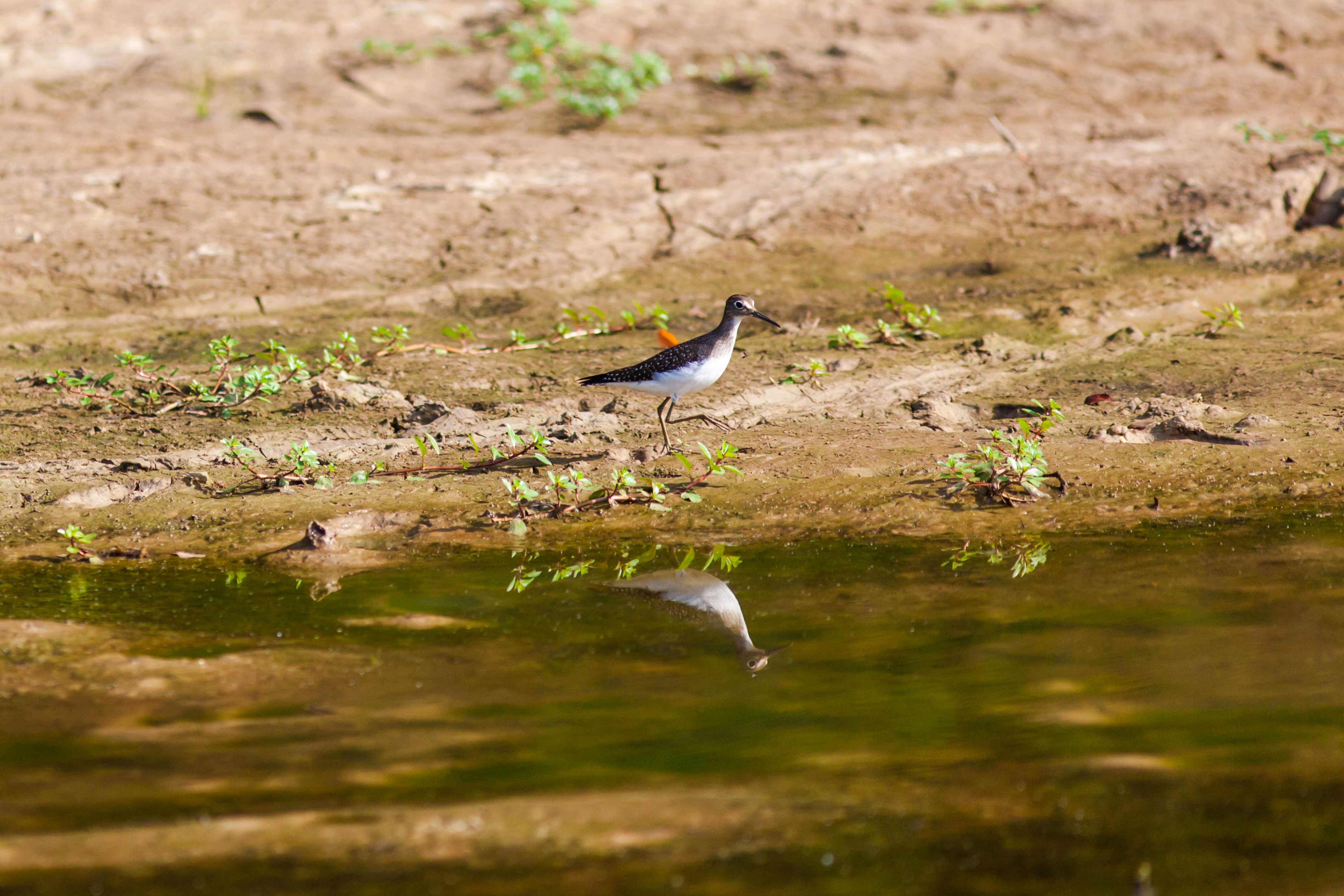 Image of Solitary Sandpiper