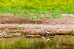 Image of Solitary Sandpiper