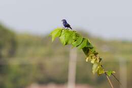 Image of Blue Grosbeak