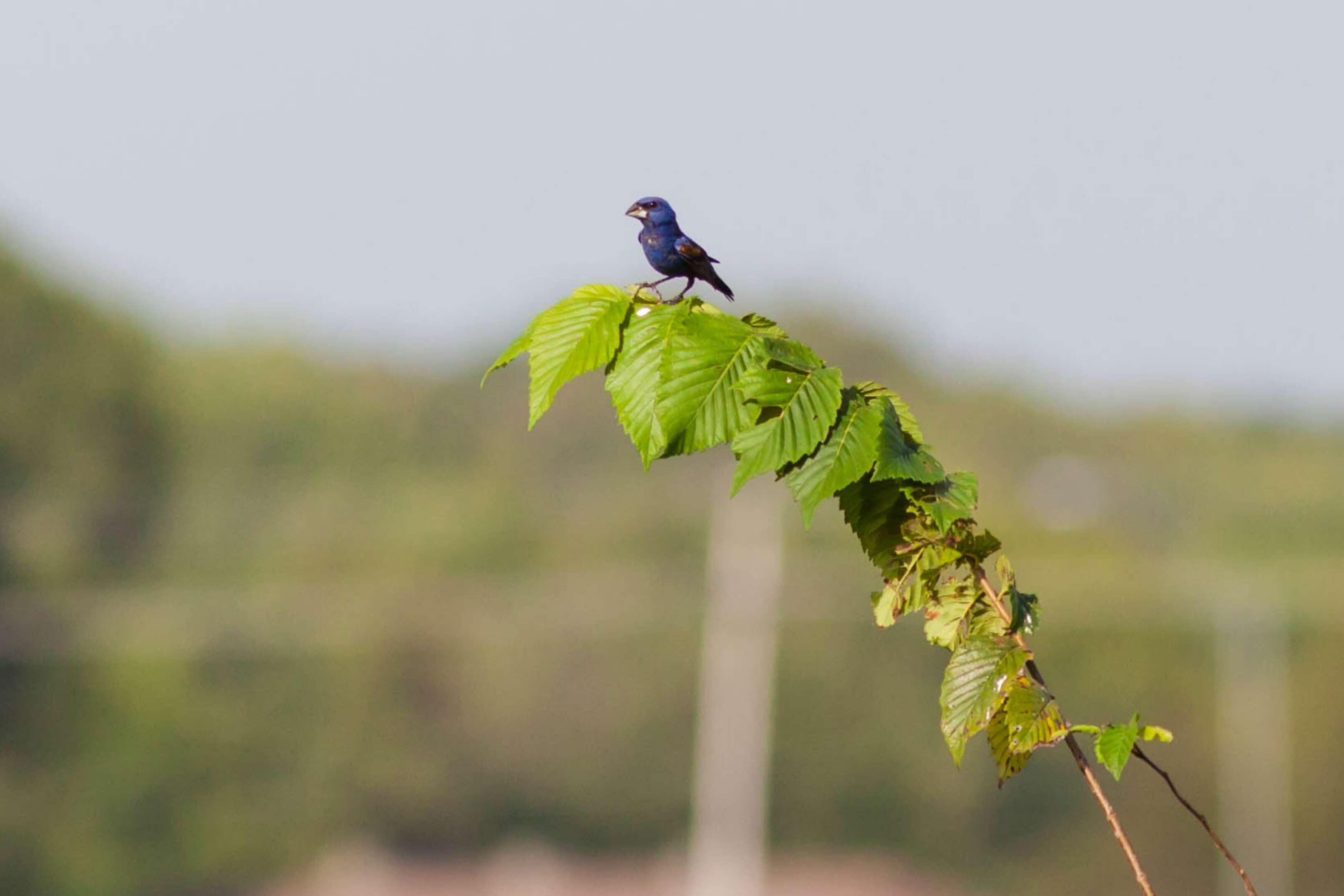 Image of Blue Grosbeak