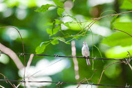 Image of gnatcatchers