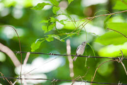 Image of gnatcatchers