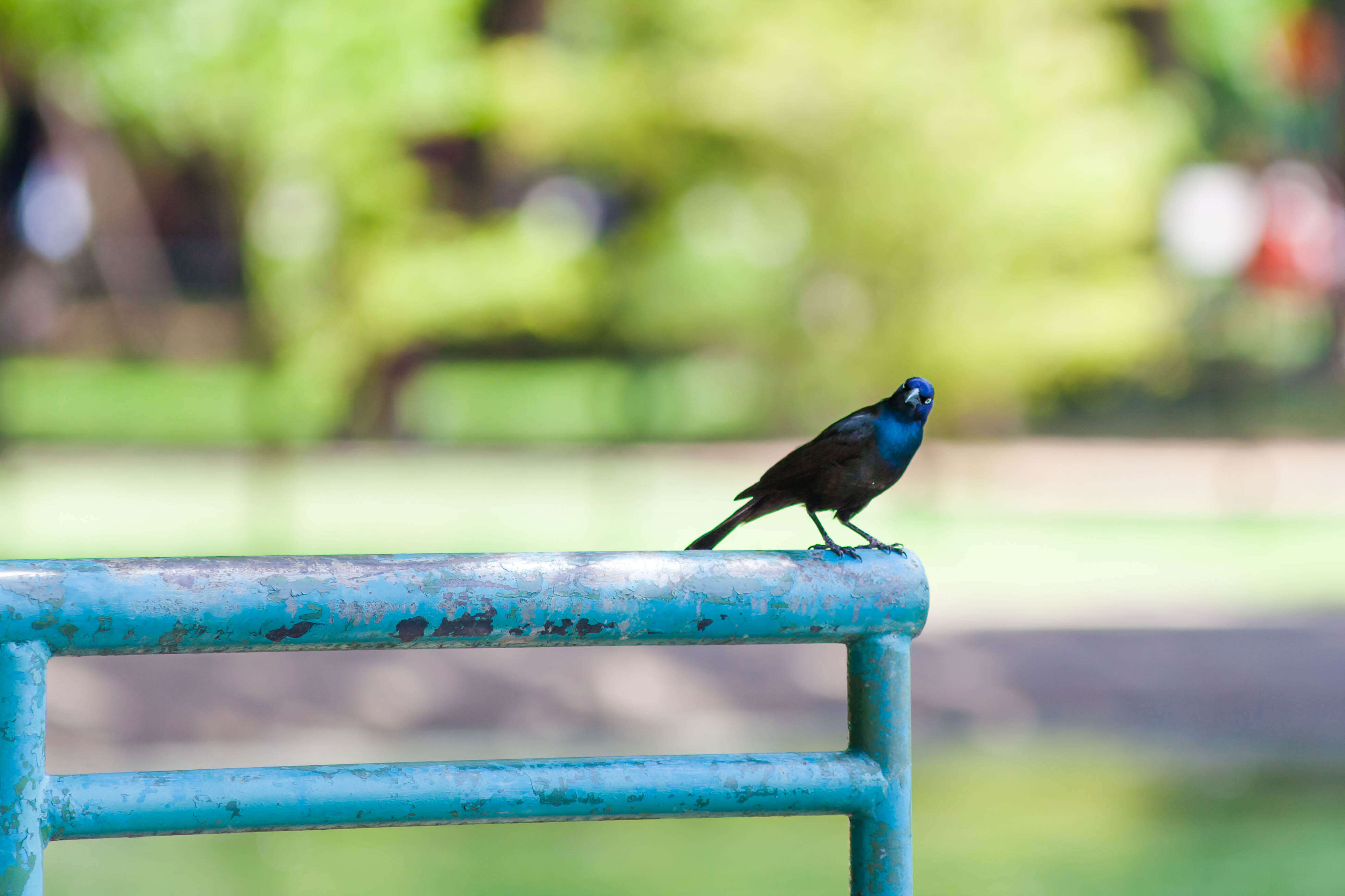 Image of Common Grackle