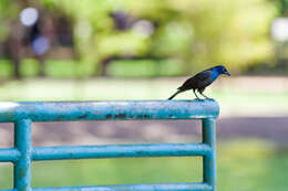 Image of Common Grackle